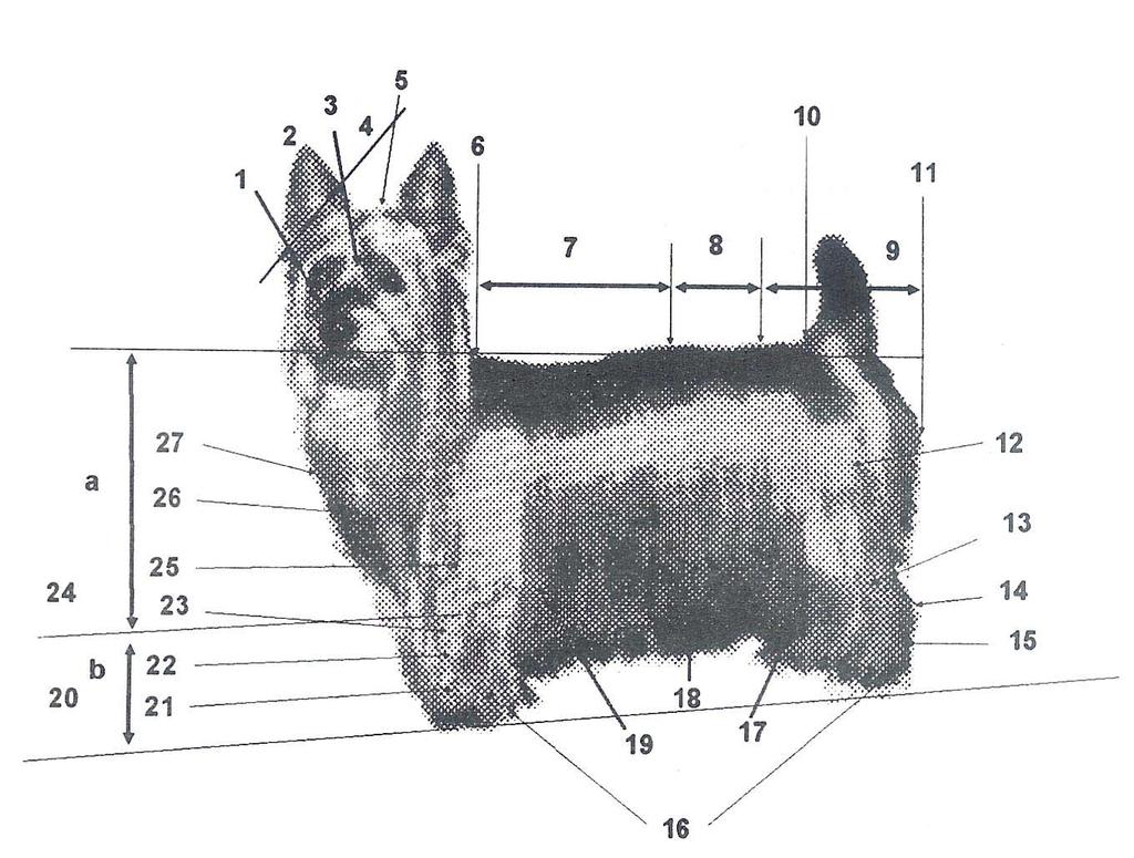 SILKY TERRIER AUSTRALIANO NOMENCLATURA CINÓFILA UTILIZADA NESTE PADRÃO 1 Trufa 13 Perna 25 Braço 2 Focinho 14 Jarrete 26 Ponta do esterno 3 Stop 15 Metatarso 27 Ponta do ombro 4 Crânio 16 Patas 5