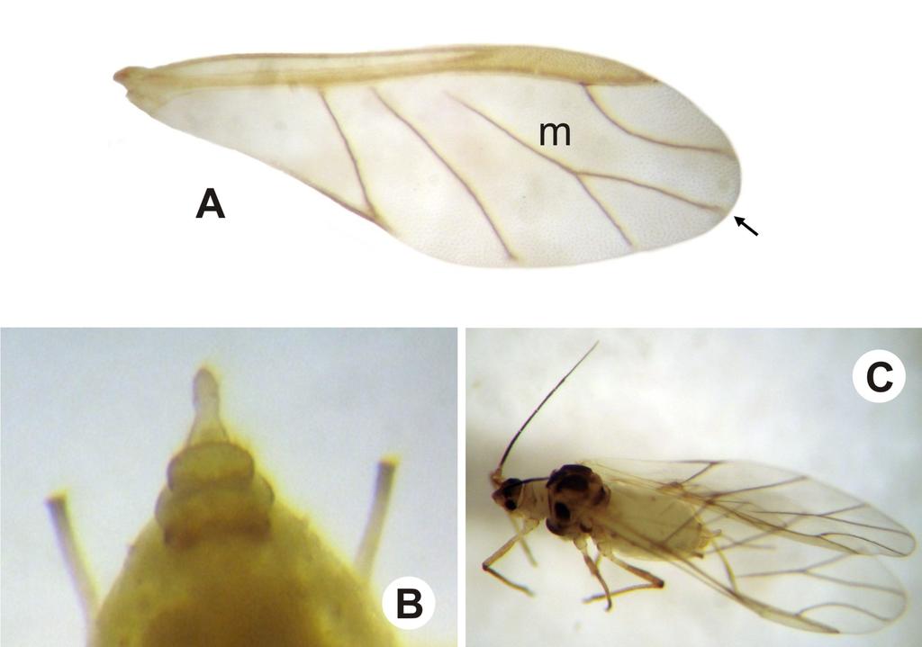 C) detalhe dos sifúnculos; D) aspecto geral do adulto alado. Fig. 14.