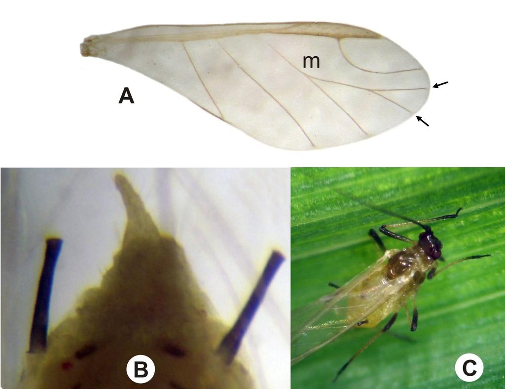 sifúnculos; C) aspecto geral do adulto alado. Fig. 16.