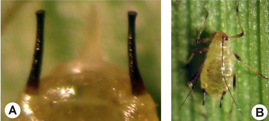 STOETZEL, M. B.; MILLER, G. L. Aerial feeding STOETZEL, M. B.; MILLER, G. L.; O BRIEN, P. J.; aphids of corn in the United States with reference of GRAVES, J. B. Aphids (Homoptera: Aphididae) the root-feeding Aphis maidiradicis (Homoptera: colonizing cotton in the United States.