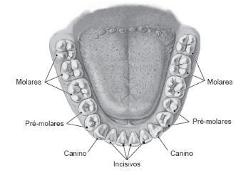O ser humano adulto apresenta 16 dentes na maxila e 16 na mandíbula, e, em cada arcada dentária, existem quatro incisivos, dois caninos, quatro