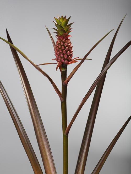 Tendo em vista a ampla diversidade de fibras vegetais empregadas como reforço em compósitos cimentícios, torna-se imprescindível avaliar-se o desempenho destes materiais juntos para a melhoria dos