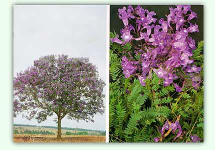 surgimento da nova folhagem - Moderadamente pesada, compacta, elástica, muito resistente e de boa durabilidade natural Jacaranda cuspidifolia Mart.