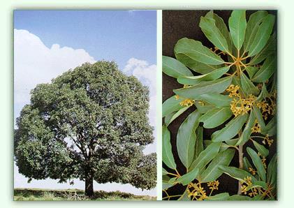 MAÇARANDUBA PAU-BRASIL Persea pyrifolia Nees et Mart.