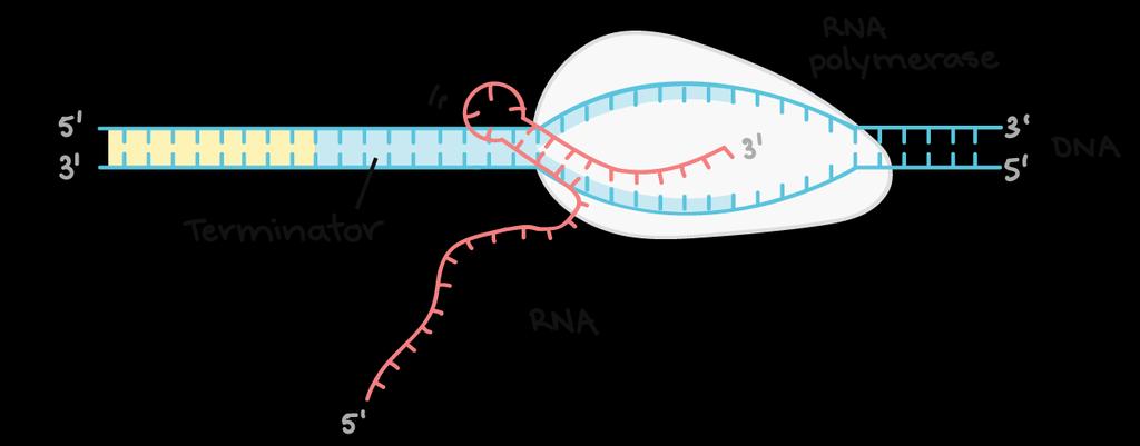Terminação independente de Rho. A sequencia de DNA terminadora codifica uma região de RNA que dobra sobre si mesma para formar um grampo.