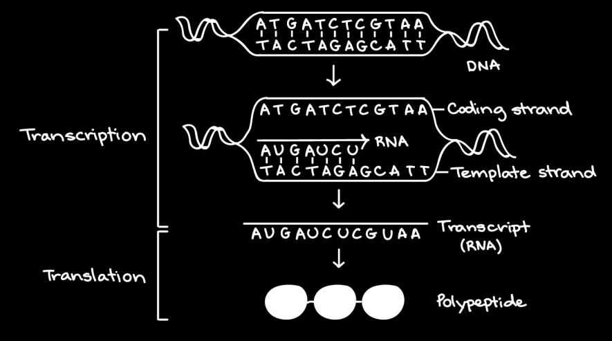 A RNA polimerase é crucial porque ela executa a transcrição, o processo de copiar o DNA (ácido desoxirribonucleico, o material genético) em RNA (ácido ribonucleico, uma molécula similar porém de vida