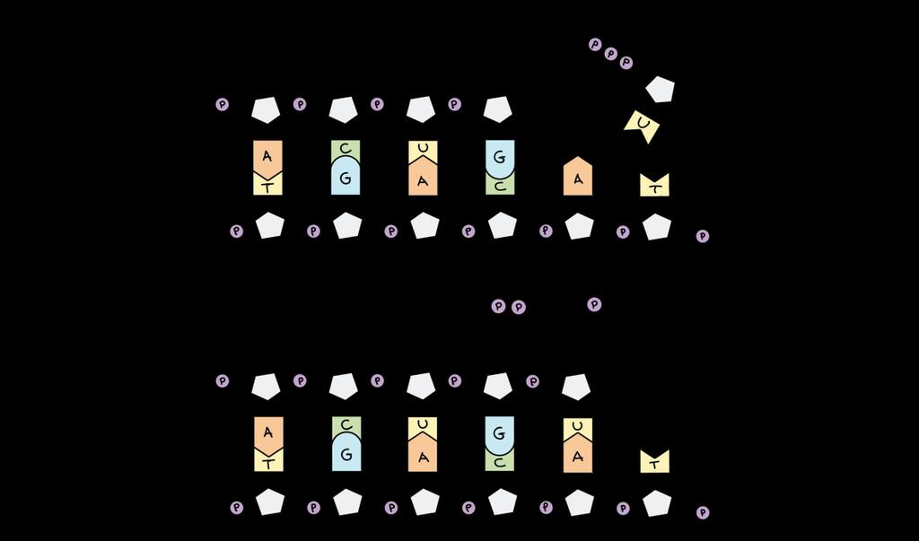 O promotor de um gene eucariótico é representado. O promotor se encontra anteriormente e ligeiramente sobreposto ao sítio de iniciação transcricional (+1).