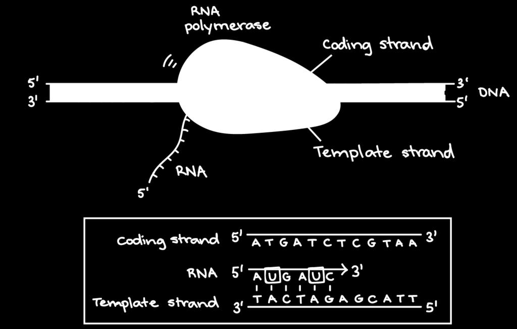 nucleotide is complementary to the next exposed nucleotide in the DNA strand that serves as a template for RNA synthesis.
