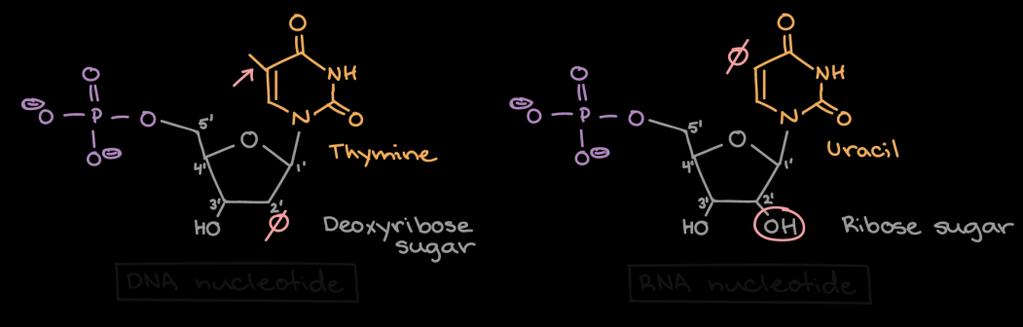 DNA nucleotide: lacks a hydroxyl group on the 2' carbon of the sugar (i.e., sugar is deoxyribose). Bears a thymine base that has a methyl group attached to its ring.