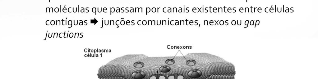 Junções comunicantes, nexos ou gap junctions: constituídas por moléculas proteicas das membranas de duas células vizinhas, separadas por 2 nm apenas.