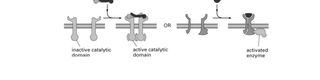 Um receptor catalítico é um receptor transmembranar, em que a ligação de um ligante extracelular causa a atividade enzimática no lado intracelular.