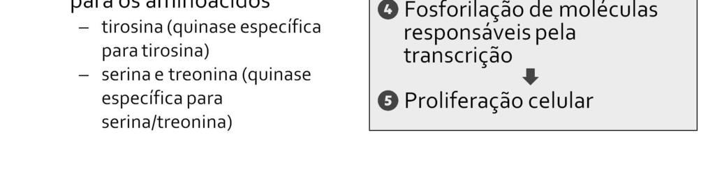 A ativação desses receptores leva à ativação de proteínas reguladoras da