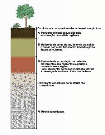 Solo: Divisão em Horizontes Disponível em http://www.dct.uminho.pt/pnpg/gloss/horizontes.