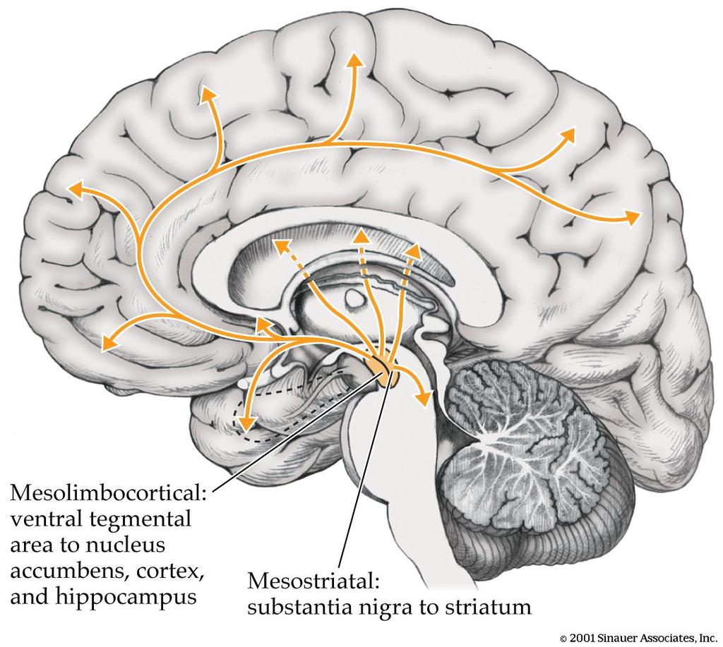 Psicofarmacologia &