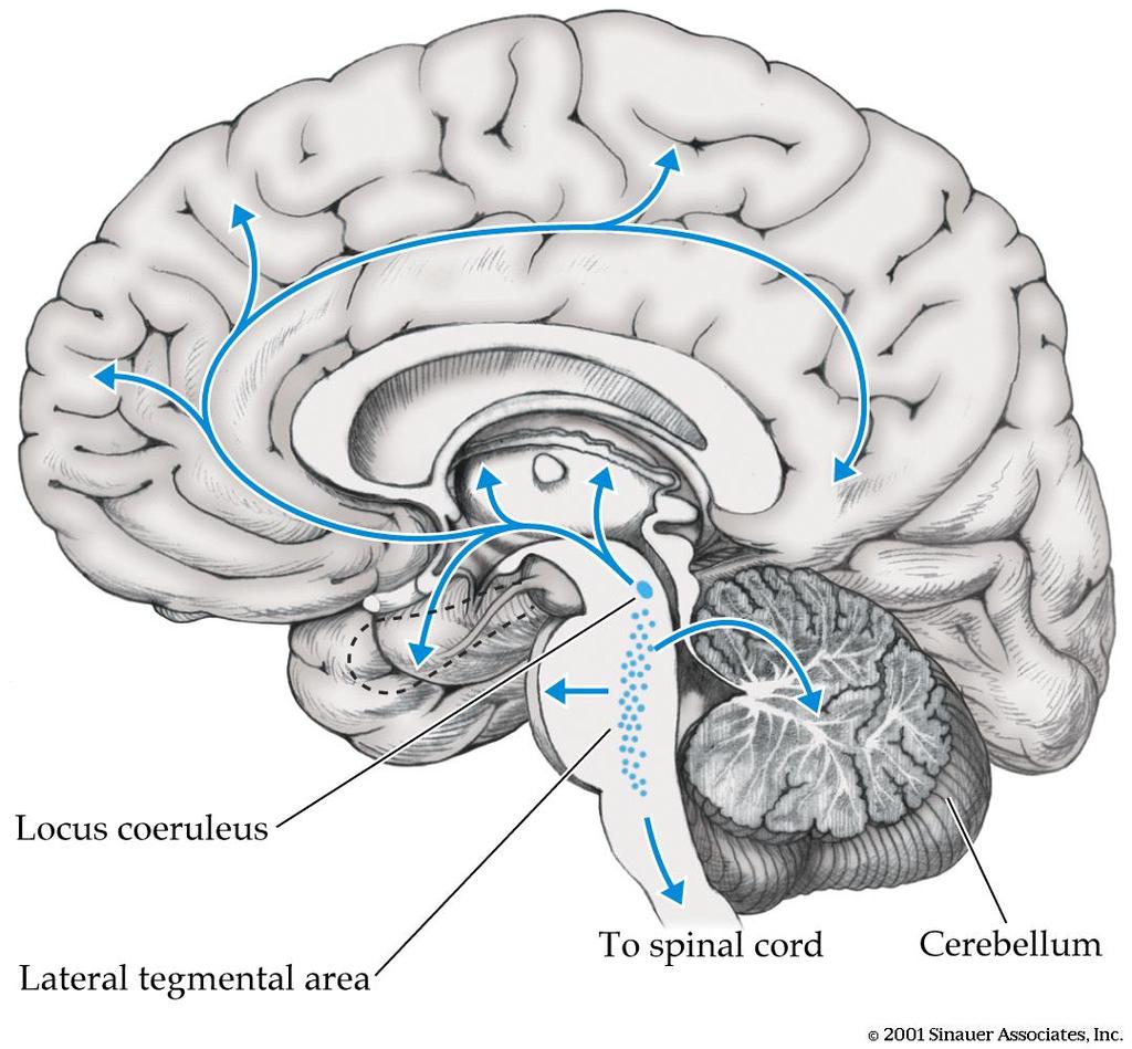 Psicofarmacologia &