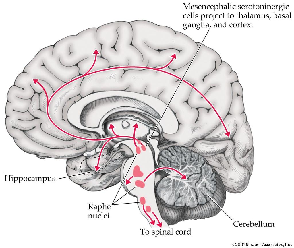 Psicofarmacologia &