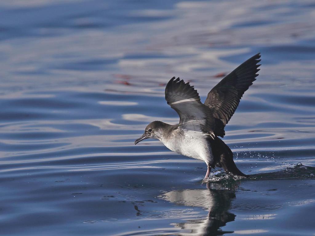 Pardela-balear Puffinus