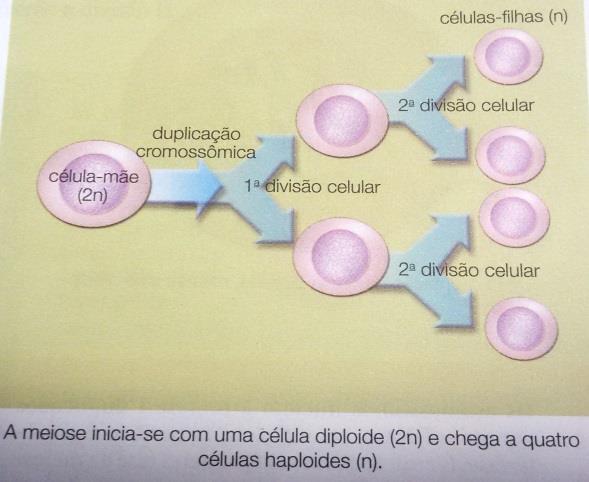 MEIOSE Nos seres de reprodução sexuada, a partir de uma célula são formadas quatro células-filhas, cada uma com a metade do número de cromossomos da célula-mãe. Essas células são os gametas.