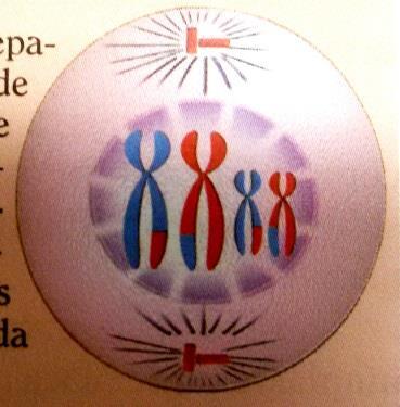 Ao serem soldadas, segmentos de uma cromátide soldam-se na cromátide do outro cromossomo homólogo, estabelecendo uma permutação ou crossing-over.