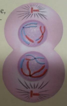Na mitose, cada polo da célula recebia uma cromátide-irmã. Aqui, cada polo recebe um cromossomo homólogo de cada par.