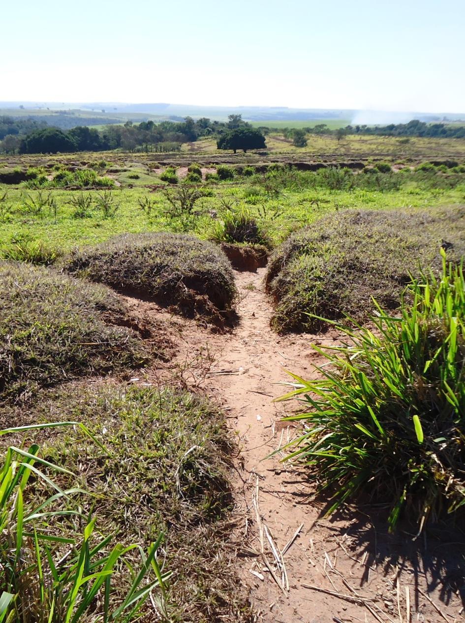 Pecuária Faturamento por hectare Soja + Milho Segunda Safra