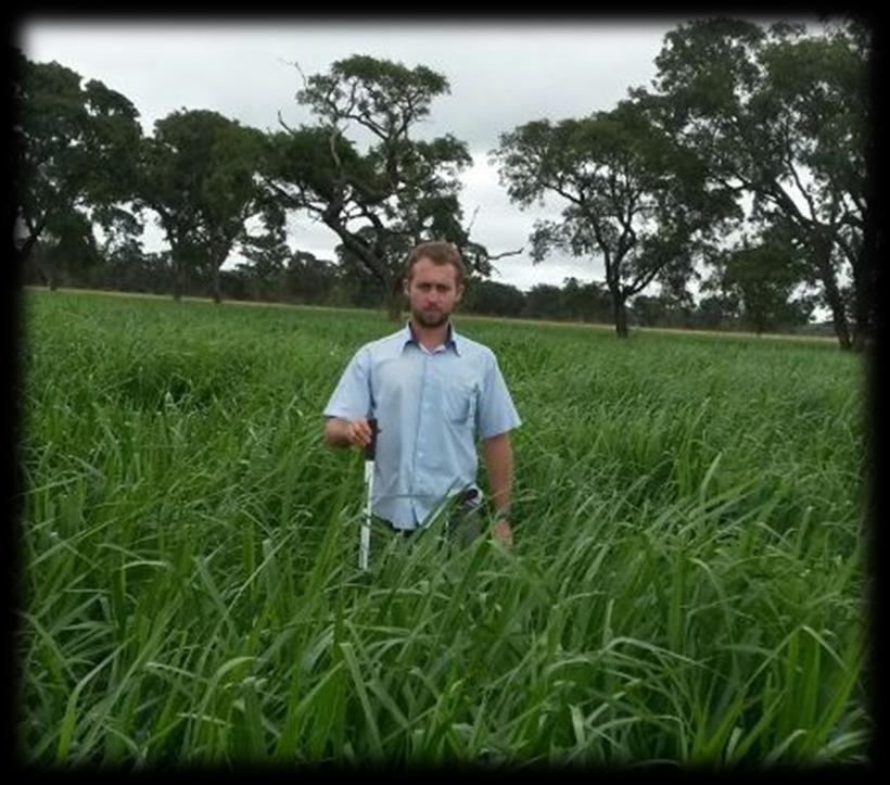 Análise do desenvolvimento da Urochloa brizanta cv.