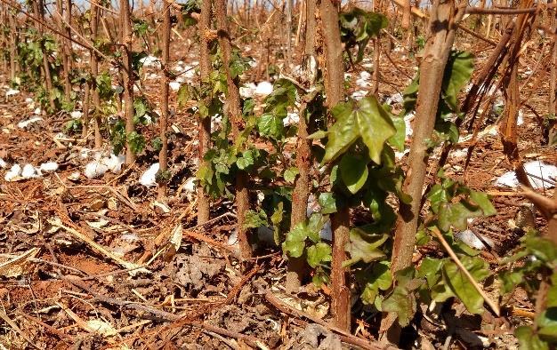 produtividade média está estimada em aproximadamente 300@ de algodão em caroço por hectare.