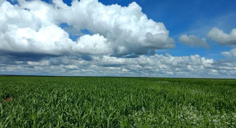 e Qualidade Total de Aplicação com 179 participantes; e também foi realizada a Visita Técnica aos Campos de Cultivares localizados na Fazenda Indaiá e Garrote com a participação de 85 pessoas.