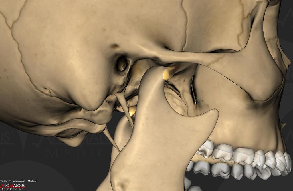 Articulação Temporomandibular