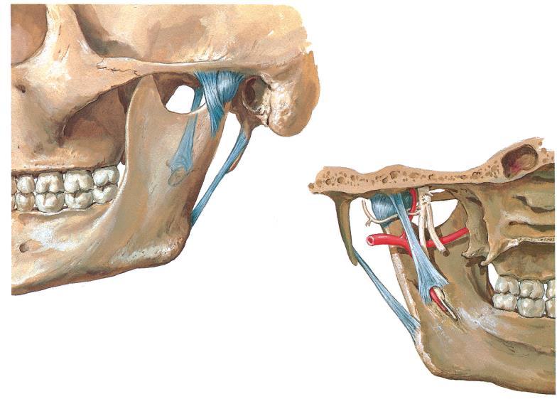 Extra-articulares Acessórios -Ligamento