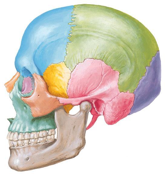 Anatomia da Articulação Temporomandibular (ATM) Parte do aparelho estomatognático -Articulação sinovial biaxial complexa -Bilateral - bicondílica (morfologicamente) -Interligada pela mandíbula