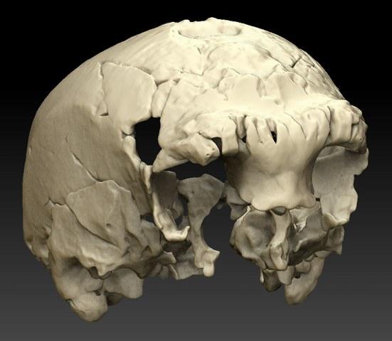 Proceedings of the National Academy of Sciences USA, uma das mais importantes revistas científicas mundiais, anuncia, em artigo publicado hoje, o descobrimento em Portugal de um crânio humano fóssil