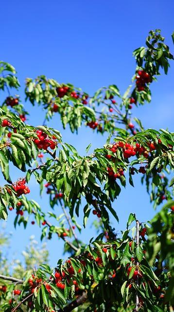 C E R E J E I R A S A B I A S Q U E S O U A Á R V O R E D A C E R E J A? Emlatim, o meu nome é Prunus avium. Podes encontrar-me, principalmente, na região Norte e da Beira Interior (p.ex. Fundão).