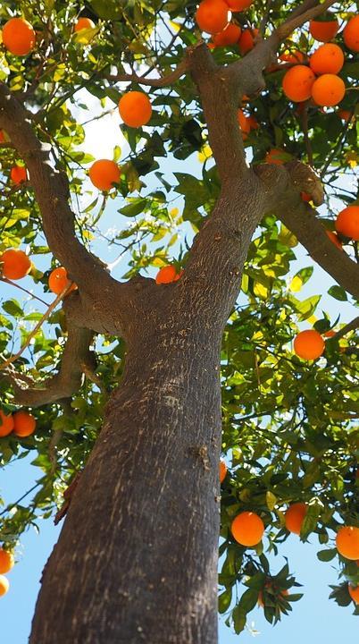 L A R A N J E I R A S A B I A S Q U E S O U A Á R V O R E D A L A R A N J A? Emlatim, o meu nome é Citrus sinensis.