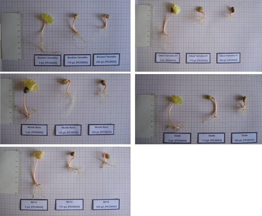 FIGURA. Efeito de PEG nas concentrações de, 75 e g/l na germinação das sementes de cinco genótipos de.c. arabica, em ausência de luz e sob o C.