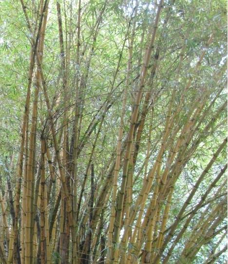 8 Bambusa vulgaris Gênero Família Ordem Classe Phylum Reino Nome popular: Bambu