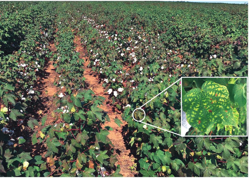 Pág. 18 - Boletim Divulgação dos Resultados de Pesquisas Safra 2017/18 Apesar da importância da incidência dos nematoides para o conhecimento da predominância entre as espécies que ocorrem na região,