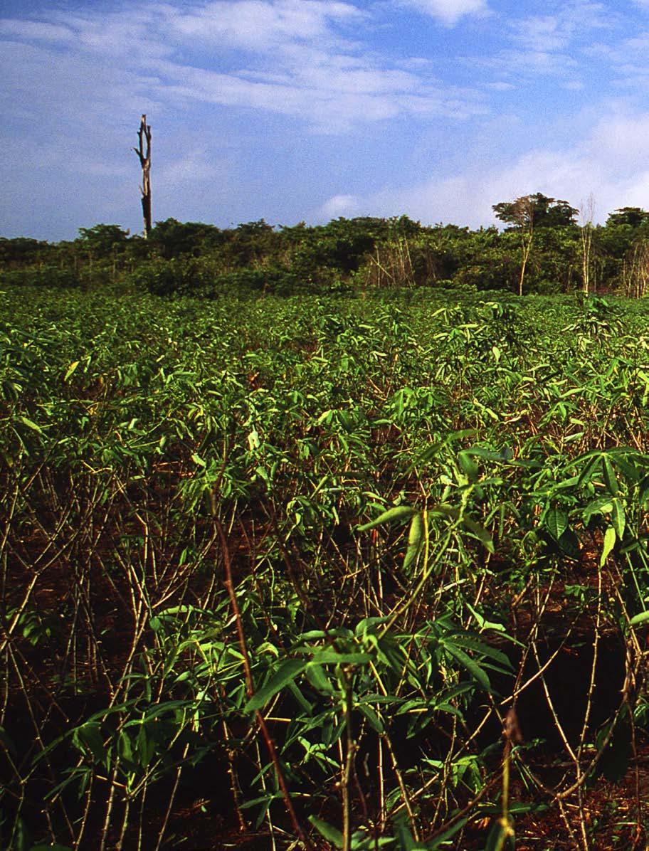 Os recursos investidos nas cadeias produtivas visando a geração de renda para o agricultor familiar é uma forma que pode ser muito eficiente na redução do desmatamento na Amazônia.