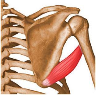 :colocar sutiã, coçar as costas) Posição do paciente: decúbito ventral, com os cuidados do decúbito Posição do terapeuta: na lateral da