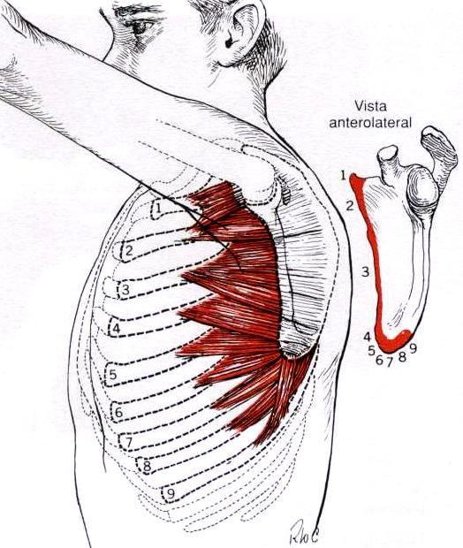 Posição do paciente: decúbito dorsal Posição do terapeuta: na lateral da maca Posição de prova: EU: