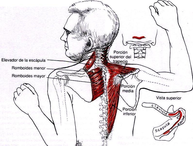 Translação Vertical de Elevação (TVE) = Elevação do ombro Cotovelo: Flex máx.