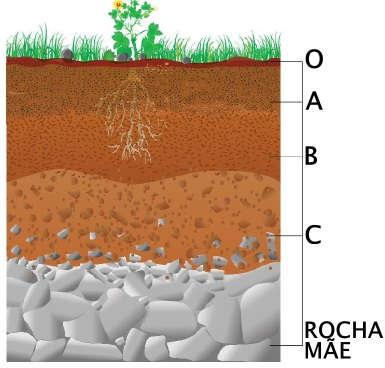 Perfil e horizontes do solo O solo é formado à partir da alteração do material de