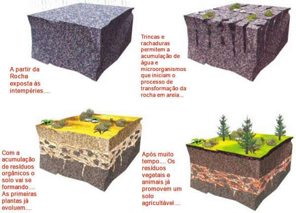 400 anos, forma-se cerca de 1cm de solo; Os solos de formação recente são