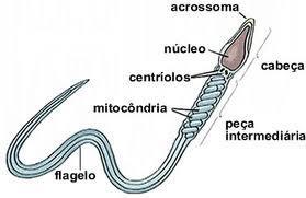 DETERMINE a organela celular de onde essa vesícula se origina: (A) Retículo endoplasmático granuloso (B) Vacúolo (C) Retículo endoplasmático não granuloso (D) Complexo Golgiense QUESTÃO 04: Os