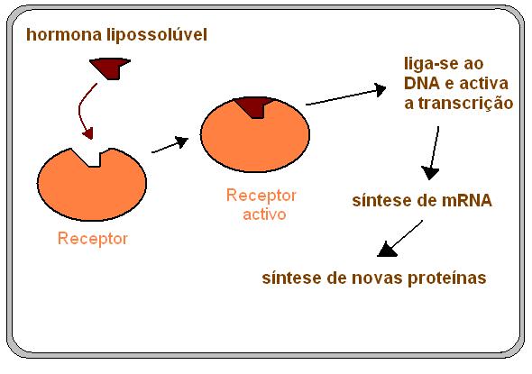 Estimulação do DNA do núcleo Estimulação do 2º mensageiro Ligação hormônio receptor ativação da proteína G ATP