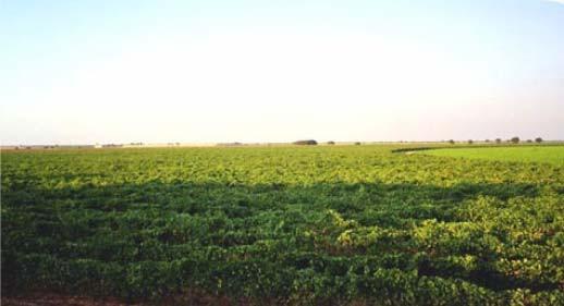 O clima, continental, com precipitações em torno de 400 mm ano, ideal para o cultivo dessas uvas.