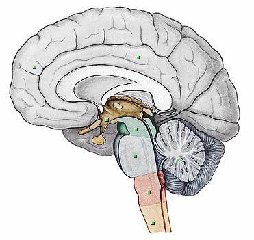 O cérebro : Telencéfalo Diencéfalo Tronco encefálico Mesencéfalo