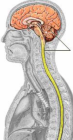 Tipos de Disartrias Disartria Flácida - Lesão neurônio motor inferior. - Voz soprosa, rouca. - Diminuição do tônus. - Consoantes imprecisas. - Hipernasalidade.