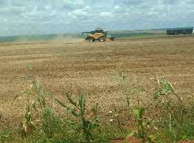 Em Mato Grosso do Sul, as chuvas atualmente estão regulares, suficientes e bem distribuídas para a soja.