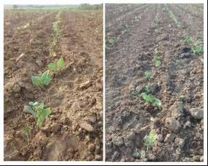 No extremo oeste se espera produtividade de 600 kg/ ha, e as boas condições climáticas têm indicado tendência de aumento desse rendimento. No centro norte se espera a produtividade de 420 kg/ha.